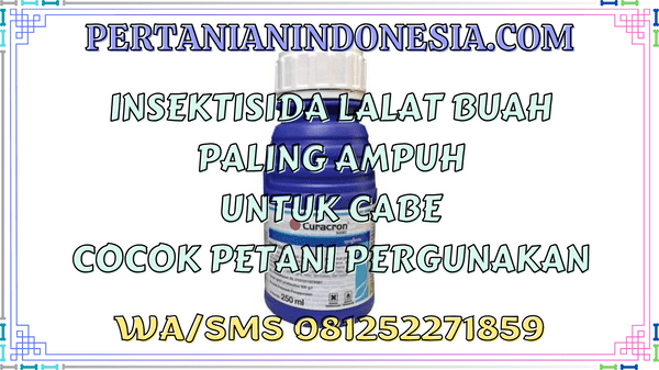 Insektisida Lalat Buah Paling Ampuh Untuk Cabe Cocok Petani Pergunakan